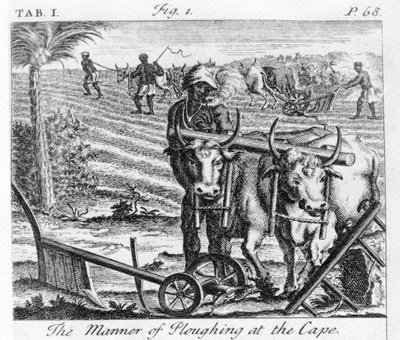 La manière de labourer au Cap, une illustration dans 